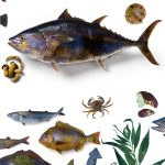 DK Western U.S. Cooking Cookbook - Fresh Fish & Seafood Recipes-0